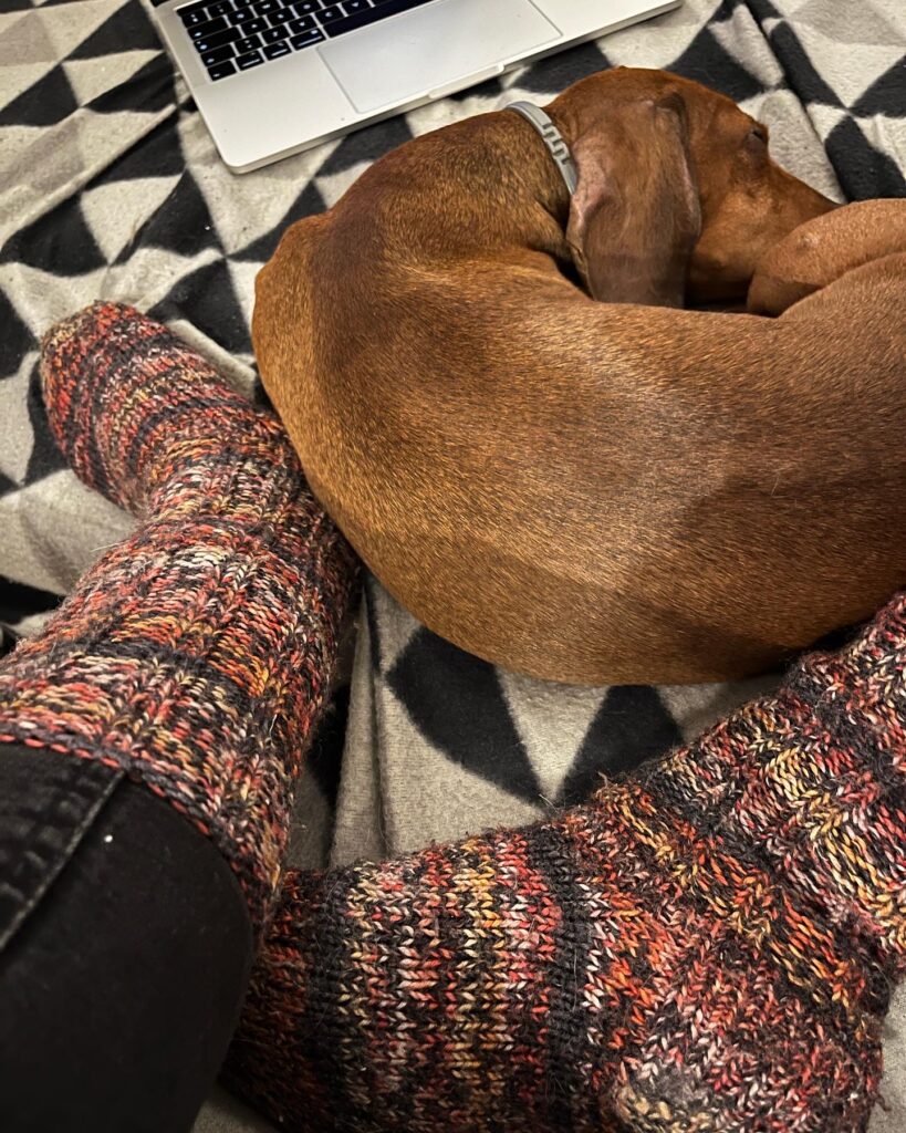 hund ligger midt i arbejdet.