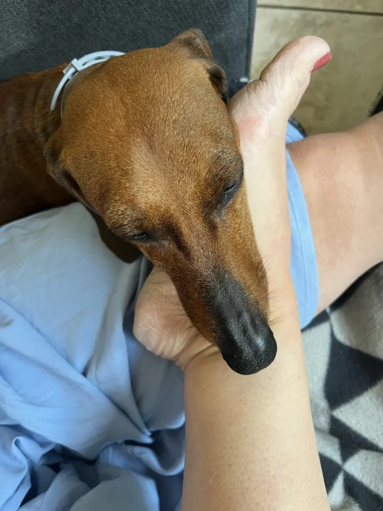 Hund hviler sit hoved på sin slaves fod