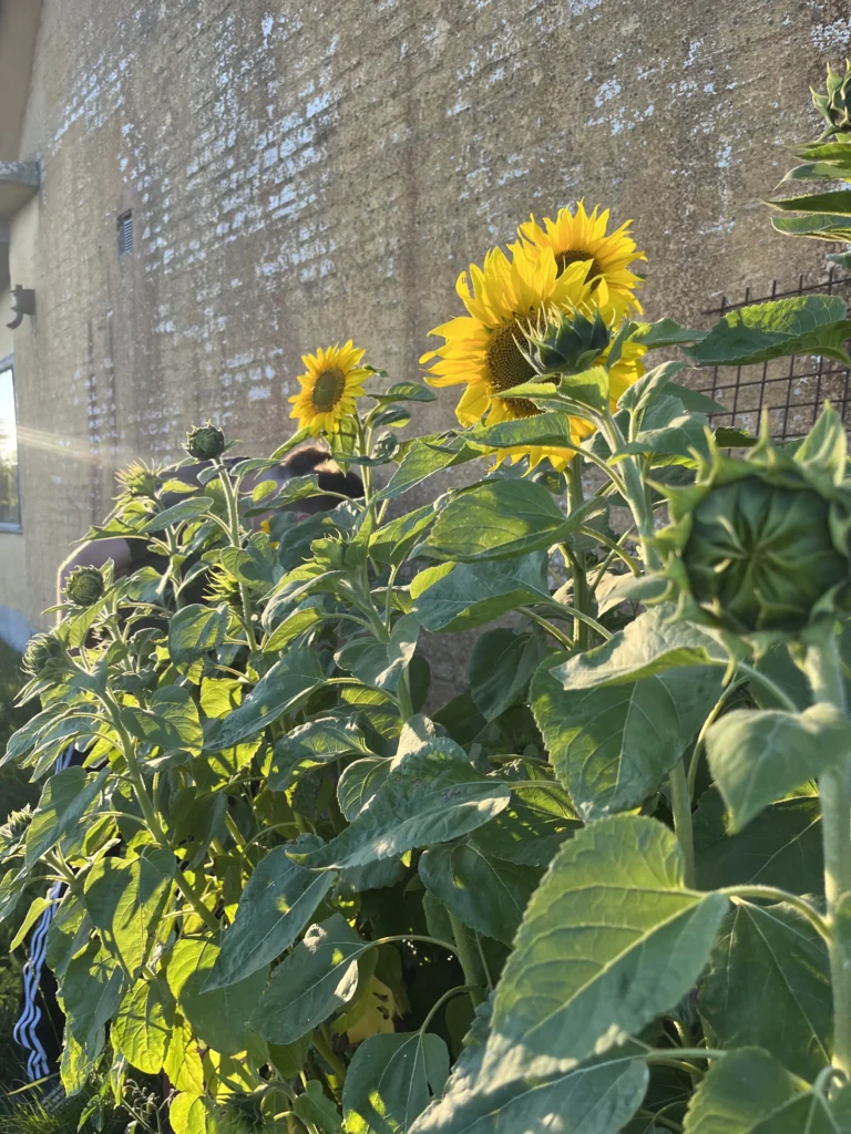 Solsikker lyser deres grå verden op.