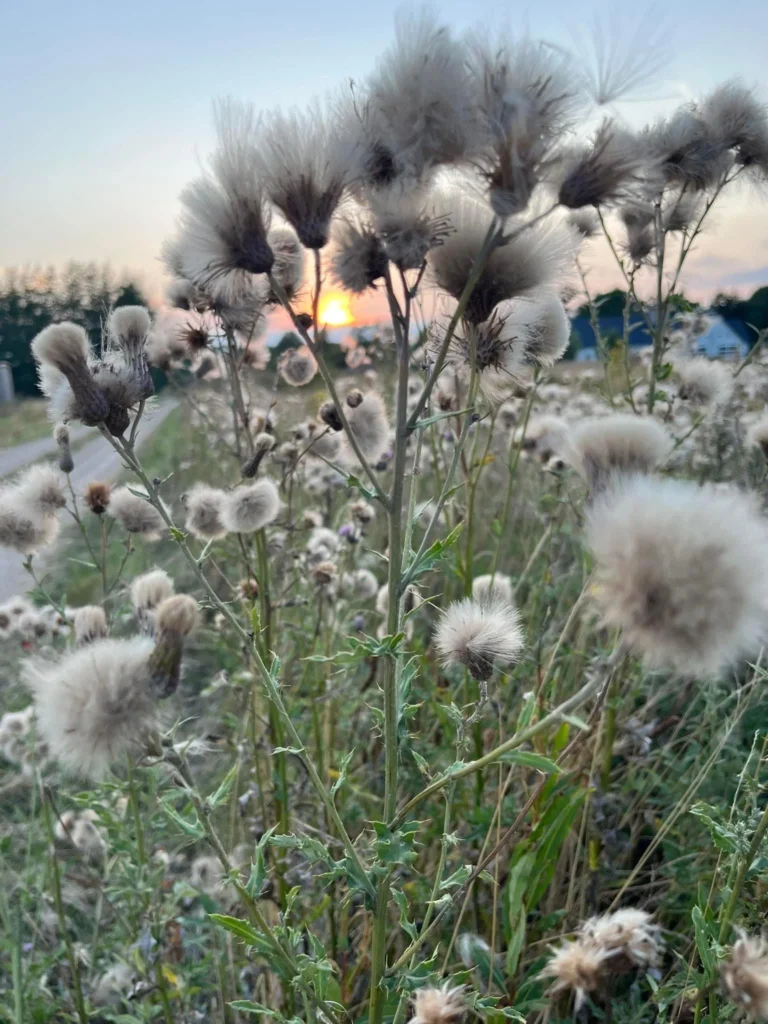Tidslernes bløde frø i aftensolen.