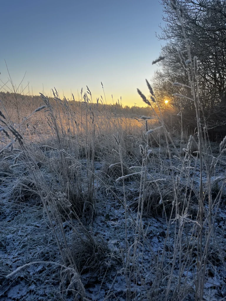 Morgensol i frost
