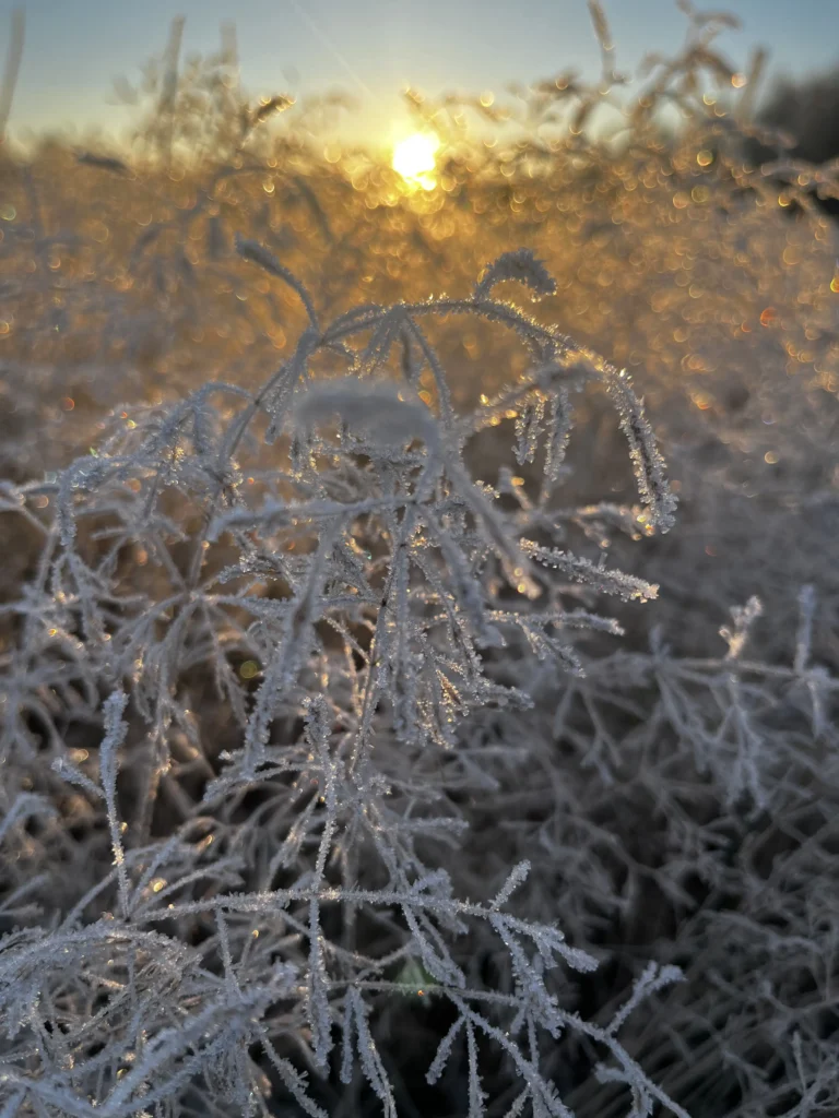 Frossen solopgang